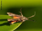 Eretmocera fuscipennis